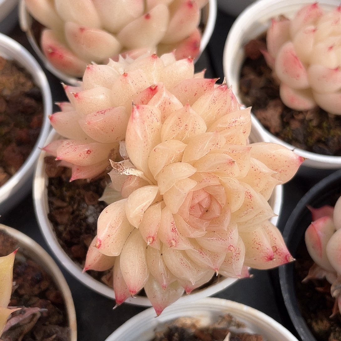 优选麦秆福利439