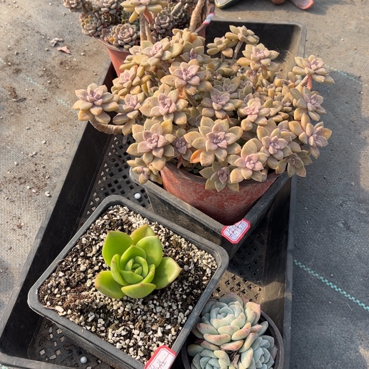****࿐粉布偶一颗啊伦培一颗翠鸟一颗冰玉