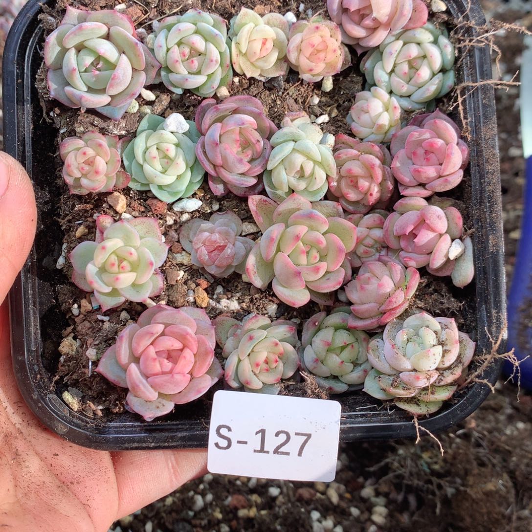 无花朵S27月英语英语