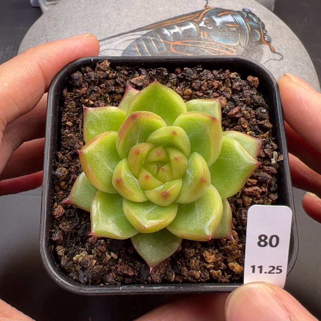 好好看80、哈哈哈哈哈