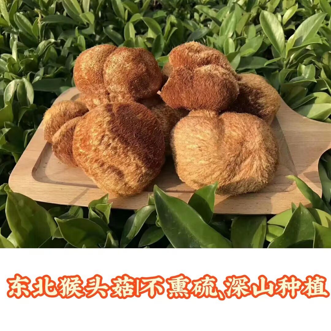 精选东北林区半野生猴头菇黑龙江特产新货丑猴头大个头干货不熏硫