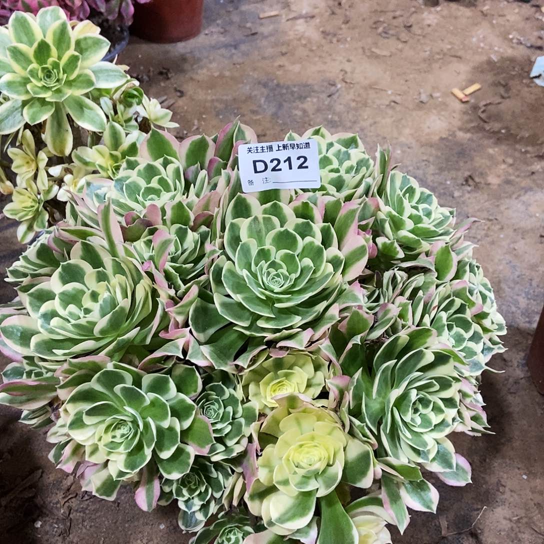 多肉2120000000000000