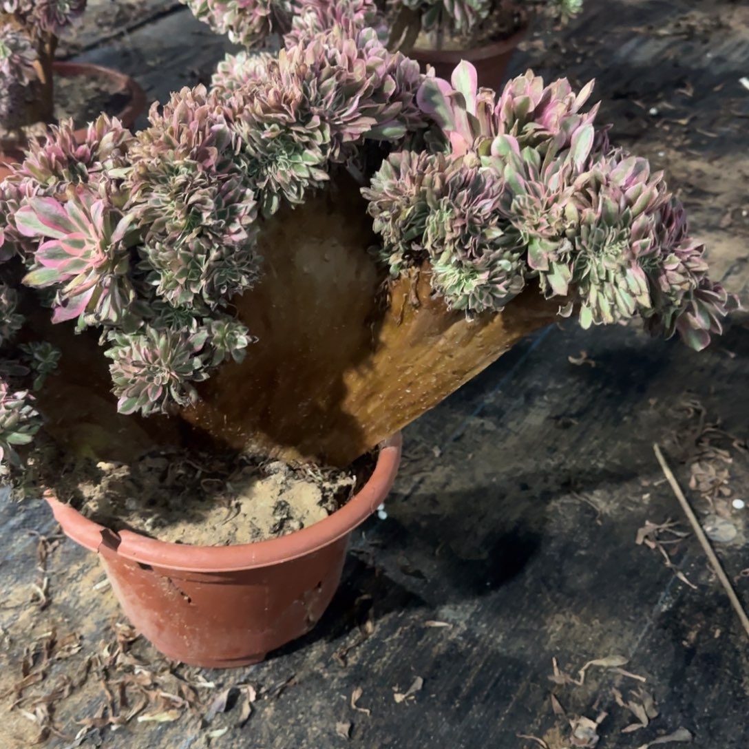 ****夜女巫缀化脱土发货