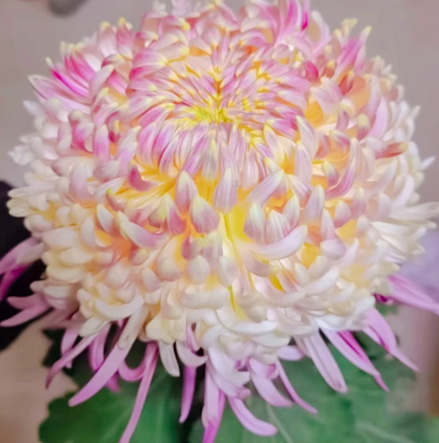 【盘龙宝翊】稀有耐寒带花苞漂亮好看