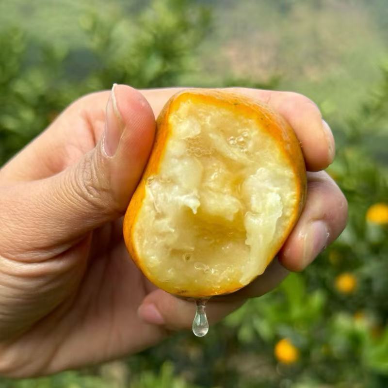 【融安金桔】顺丰包邮第三代脆蜜金柑纯甜不酸核心产区直发