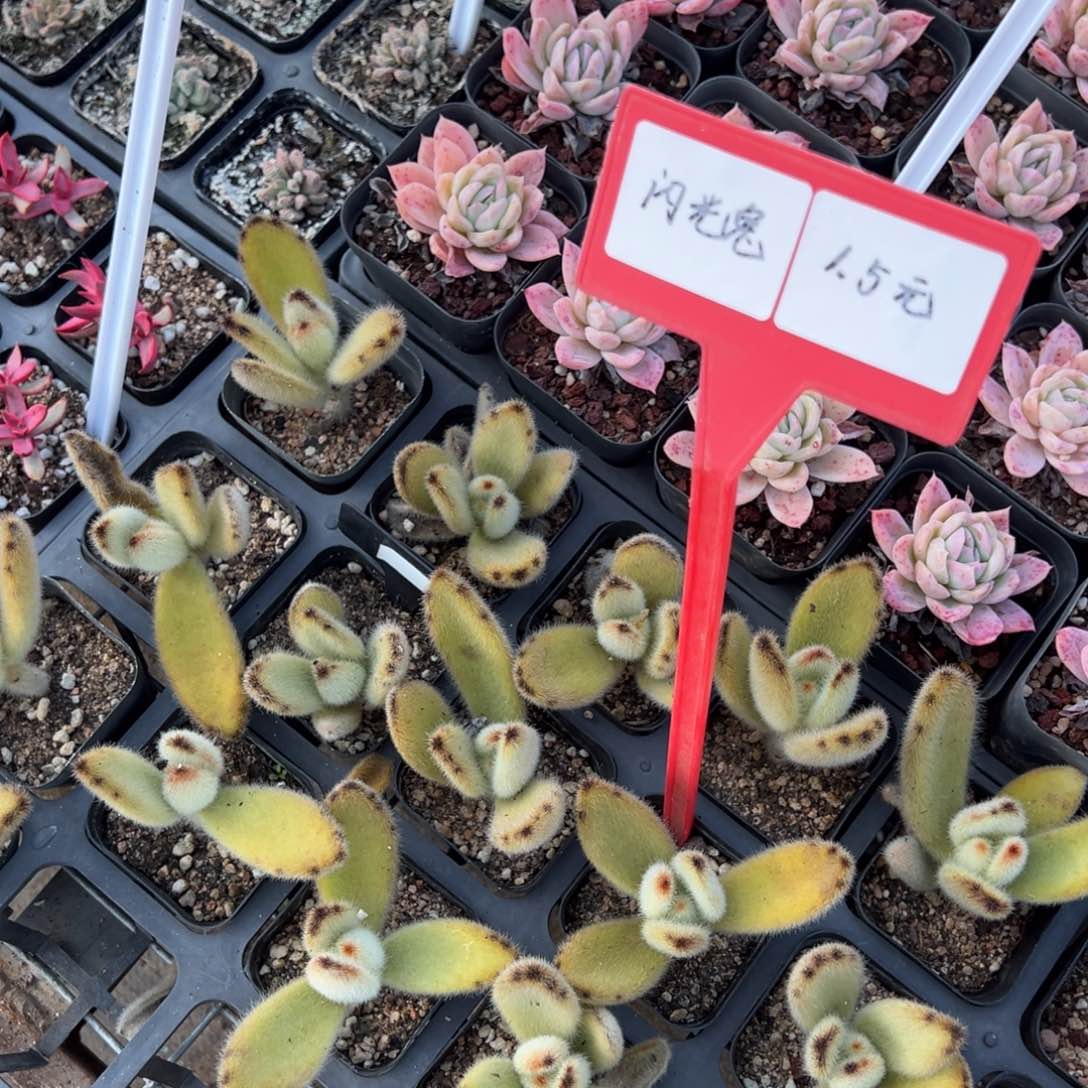 闪光兔一颗量拍多肉满9.9元包邮