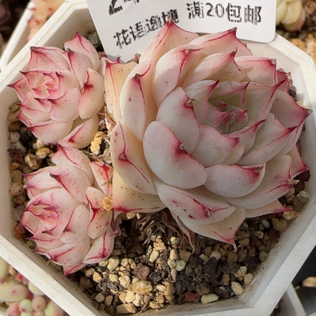 花语逸镜0310-246