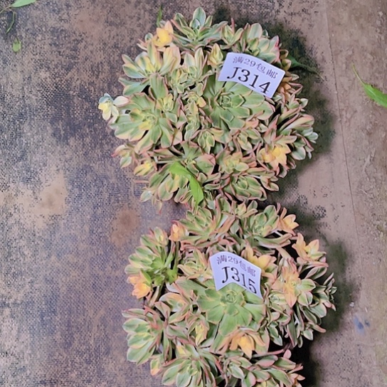 314  315甜茶多肉植物