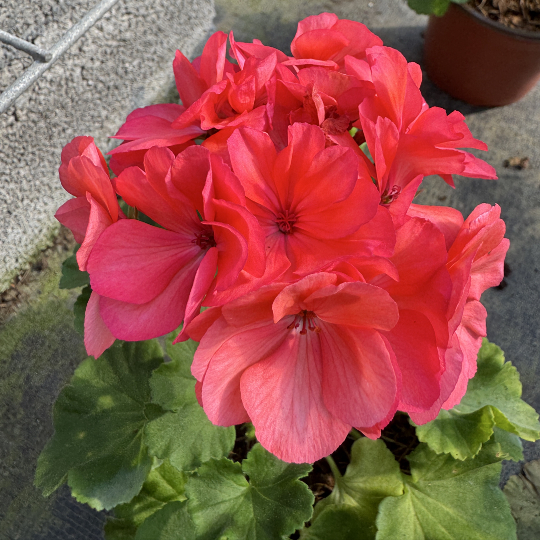 【大山宫】直立勤花大花球天竺葵