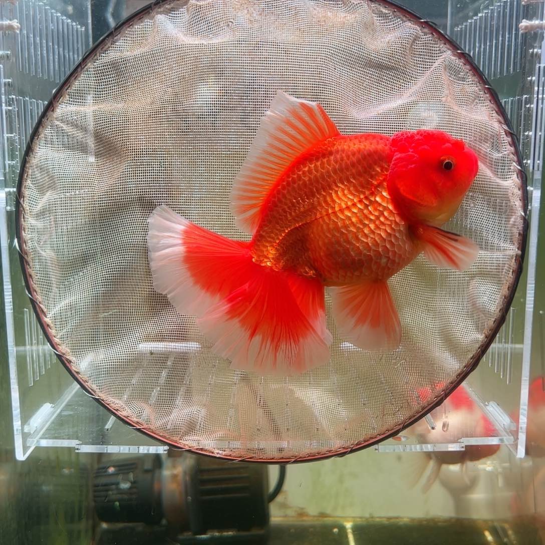 金鱼百褶泰狮亚成16