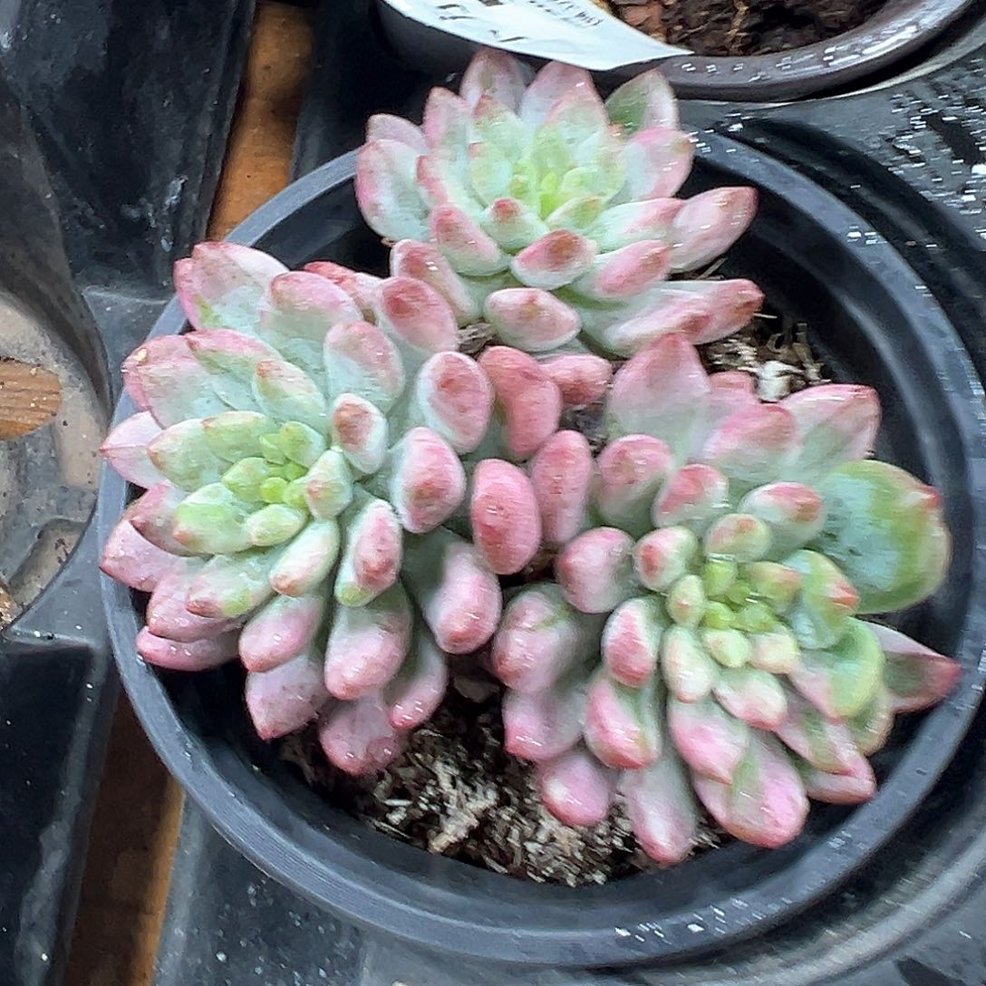 蓝苹果锦 小方花圃一物一拍