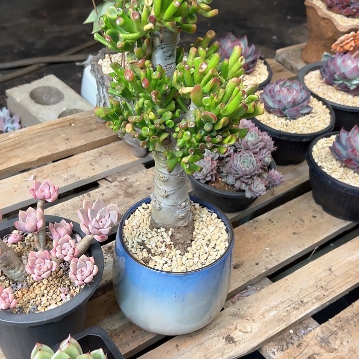 多肉植物，吸财树