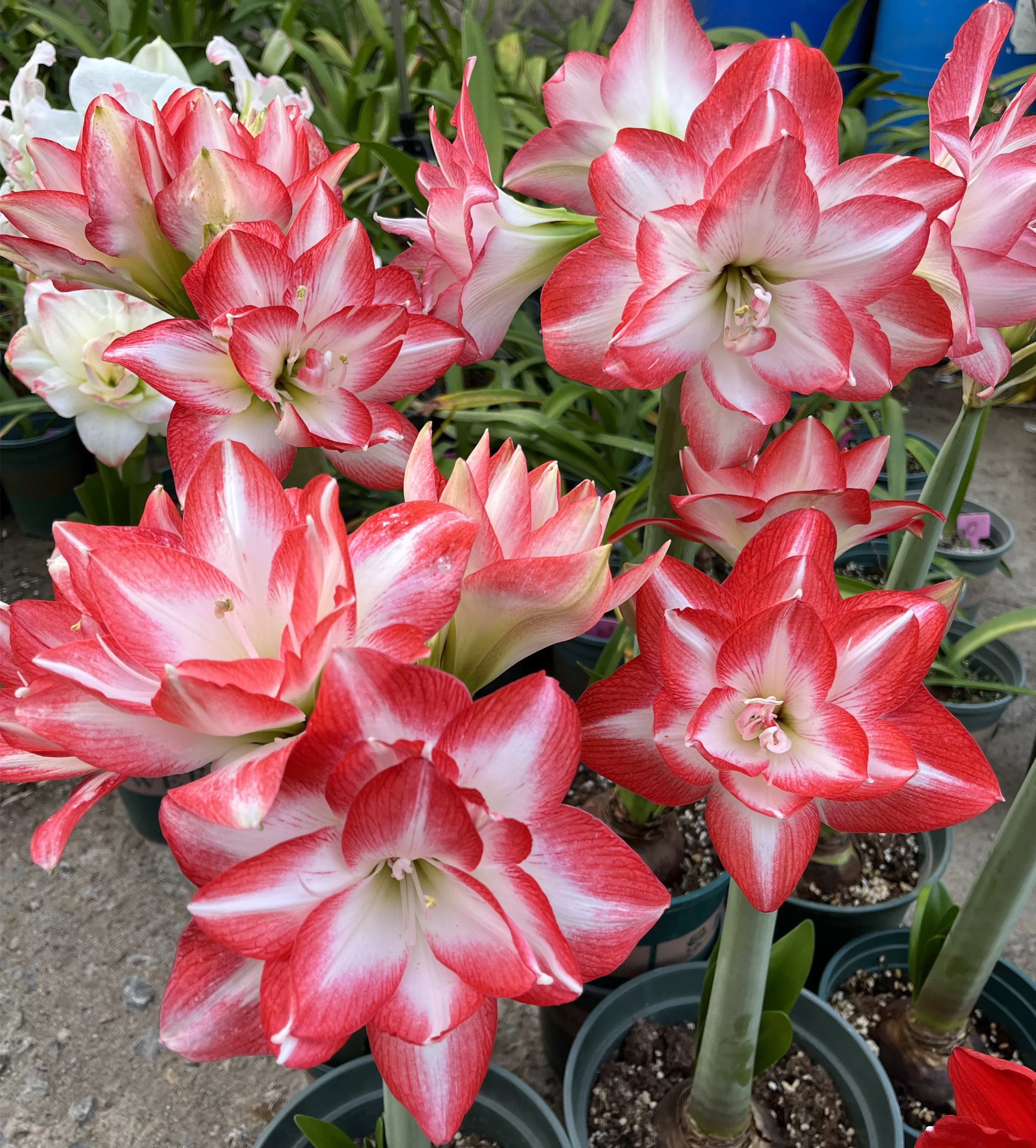 花孔雀包对版包对色