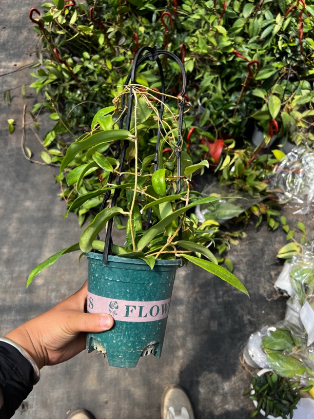 太行（希瑞球兰）开花好看养护简单欣赏性高