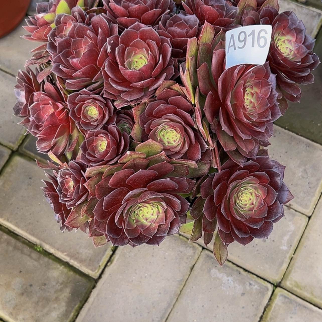 【闪购商品】多肉植物916桃花石