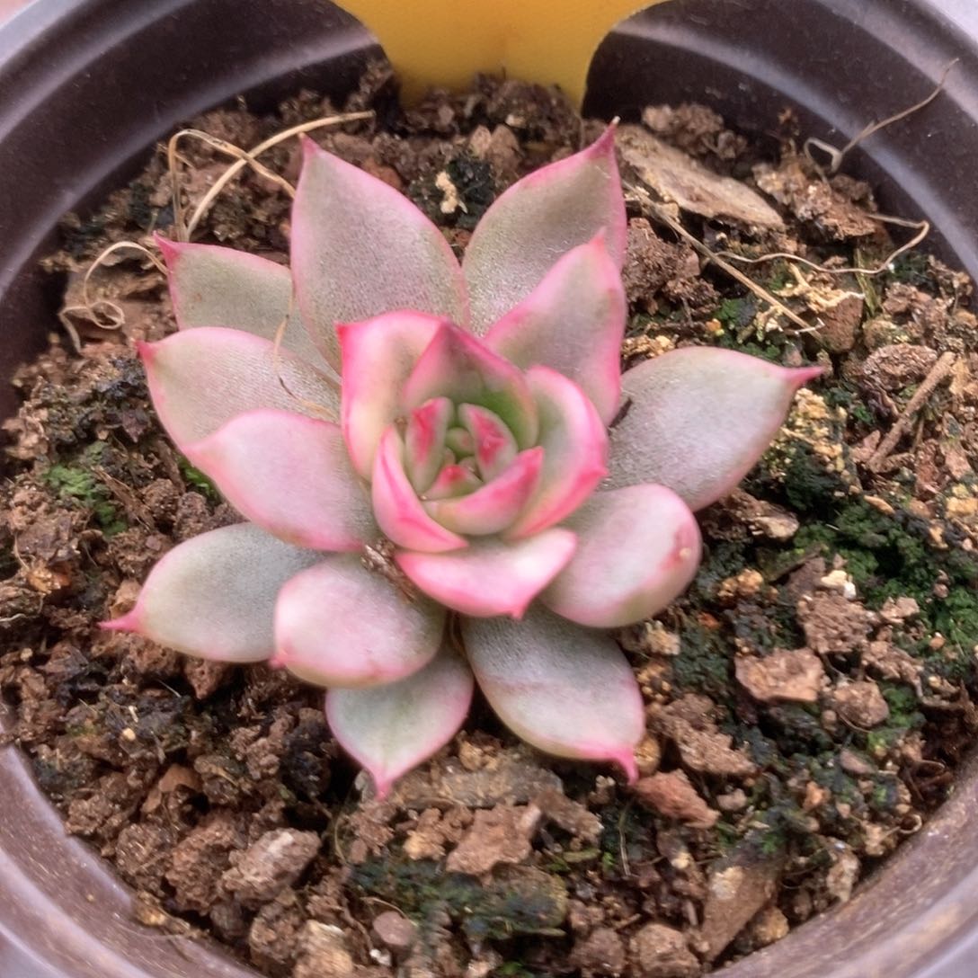 272野马锦锦锦锦锦锦