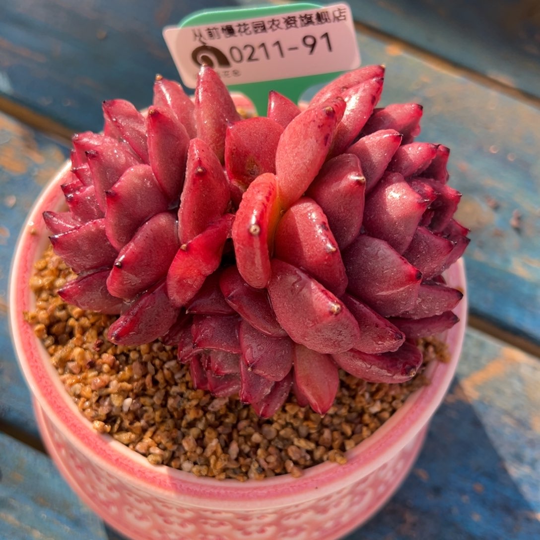 从前慢多肉精选编号0211.91