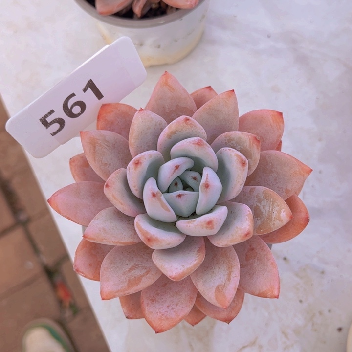 健健康康平平安安