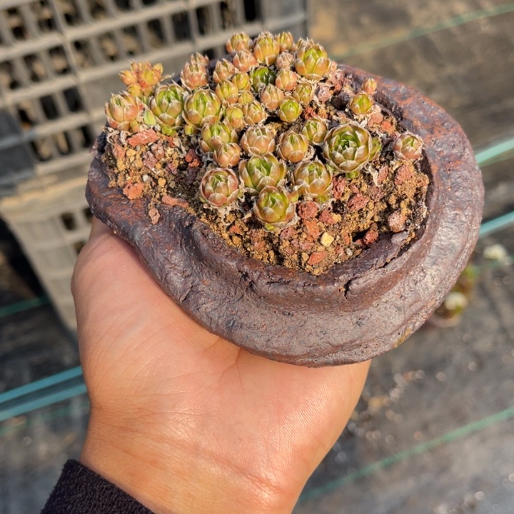 M**~山野山野的盆栽