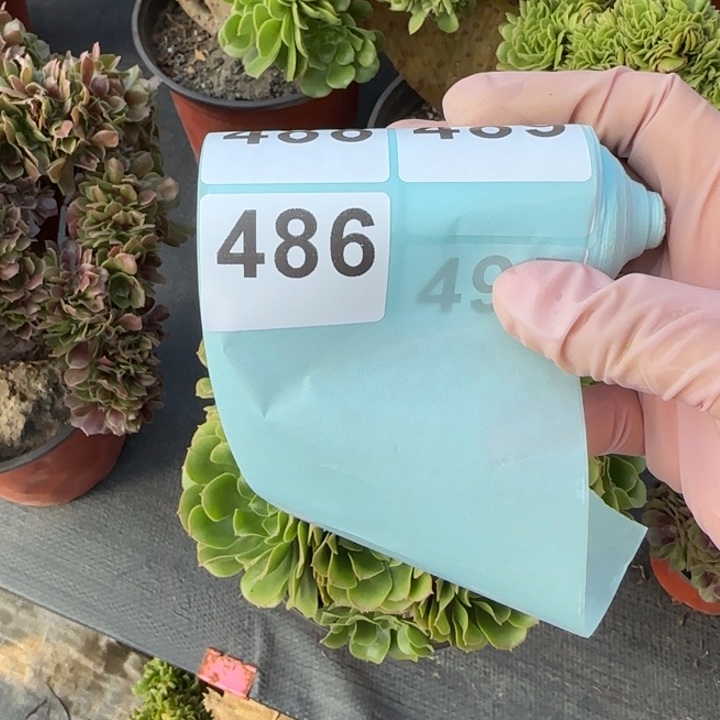 李****多肉植物荷兰玫瑰88888