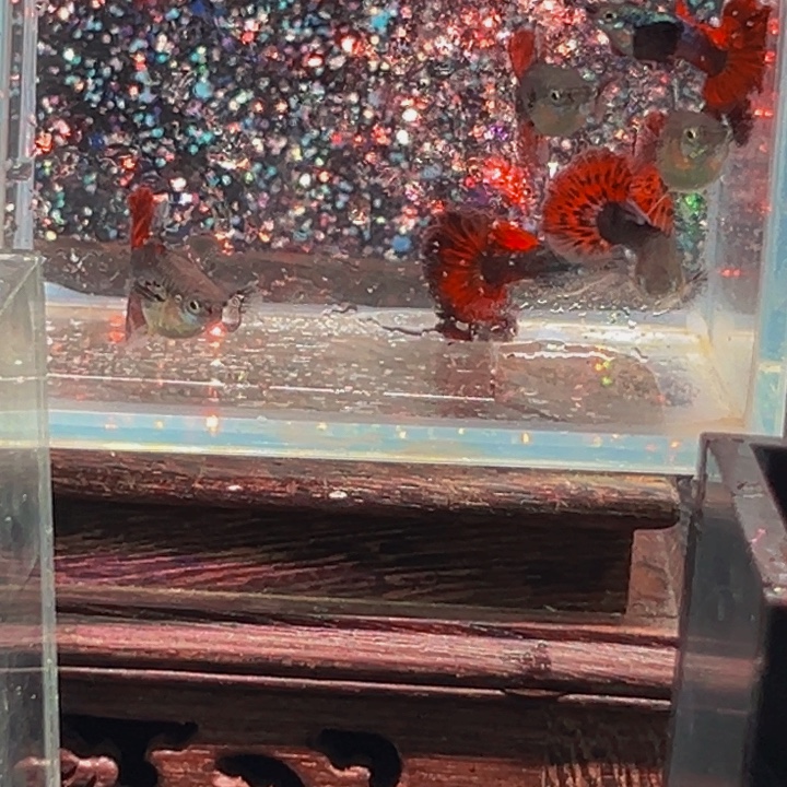 孔雀鱼红玫瑰大耳俩对送俩母