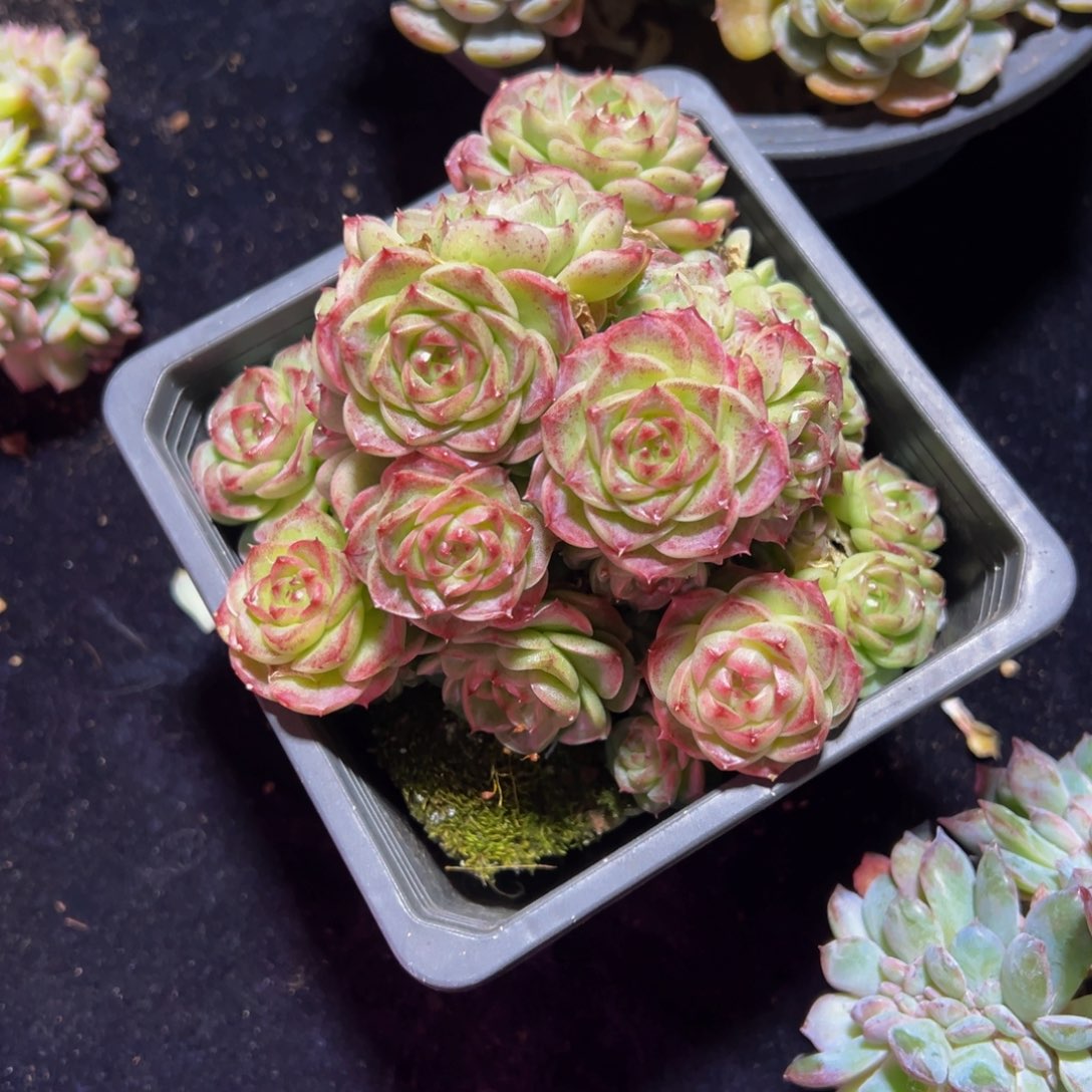 天天开心天天开心