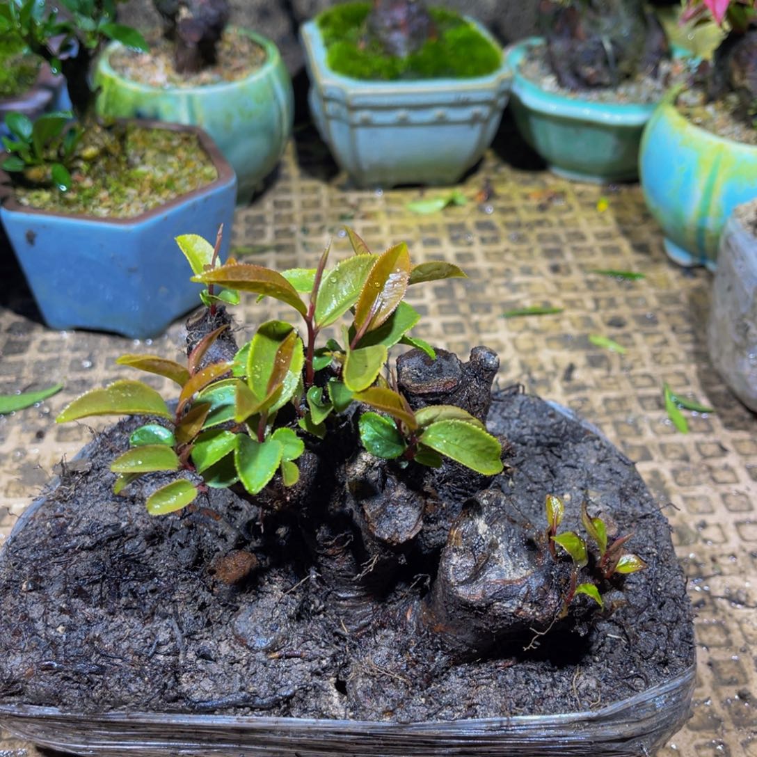 当前无花朵，栽培后可花朵