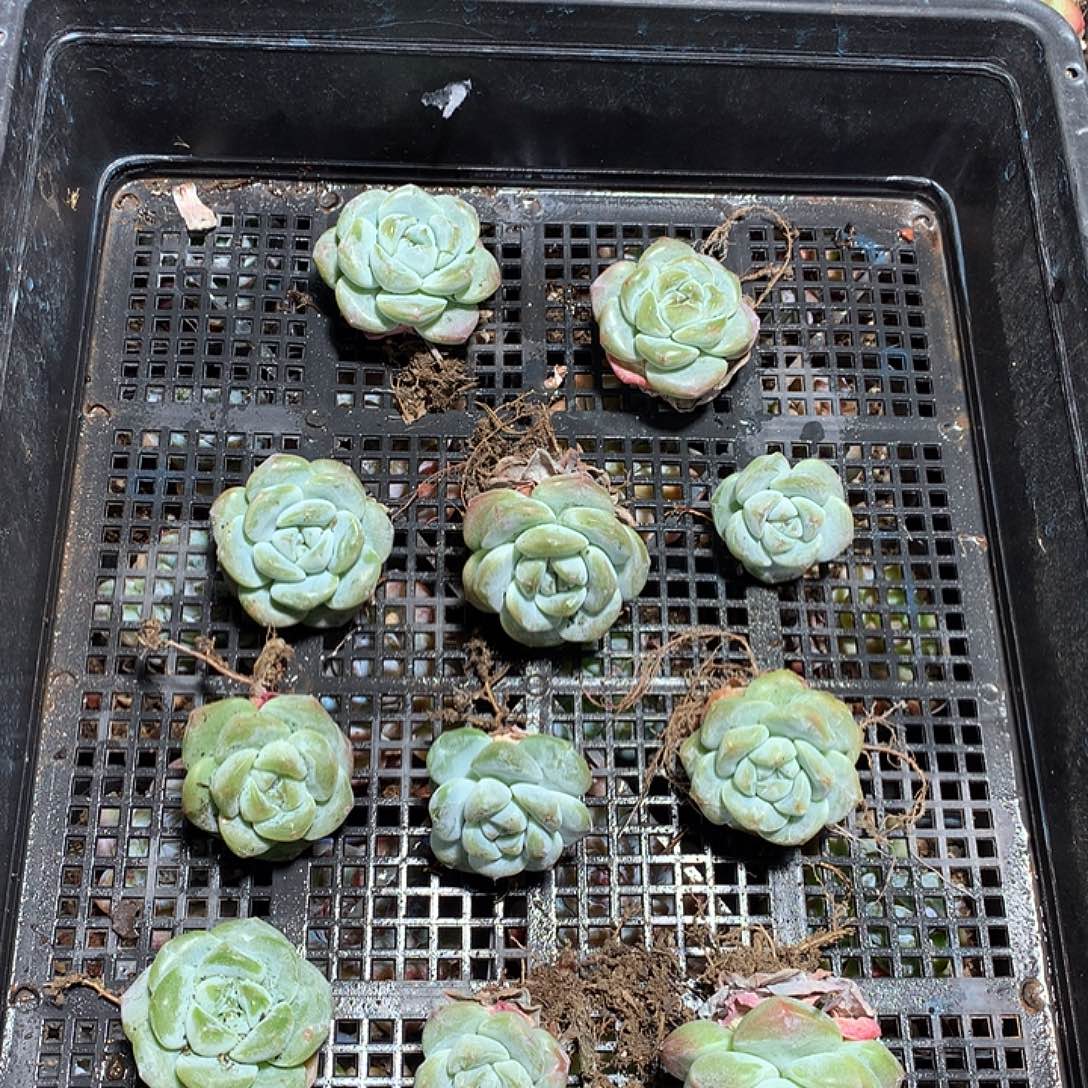 赵赵豆子哈哈哈哈哈哈哈