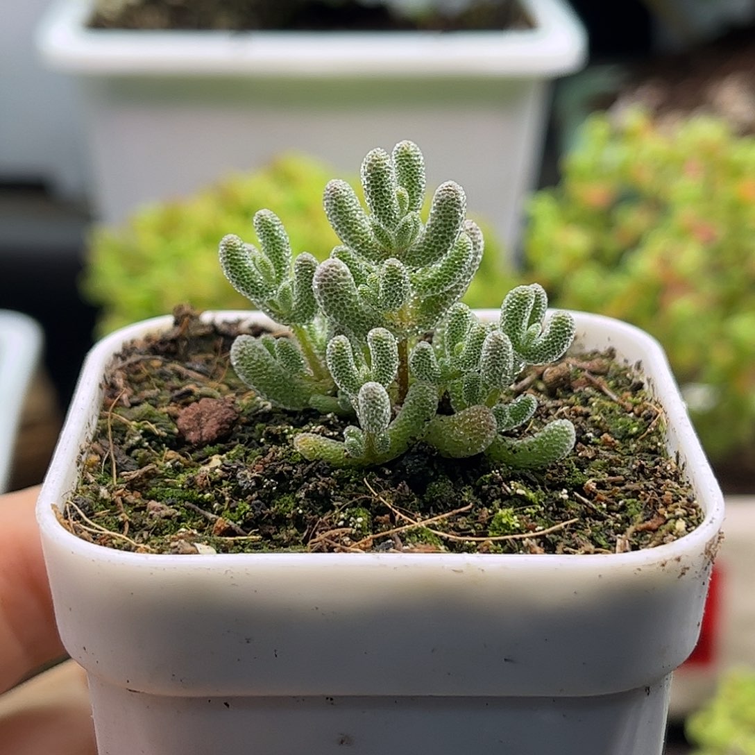 实生冰钻优选枝干