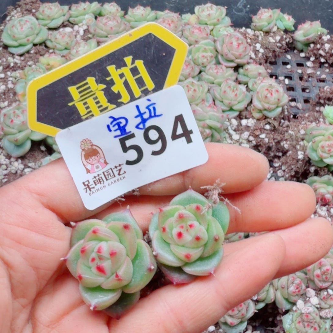 多肉植物多肉植物