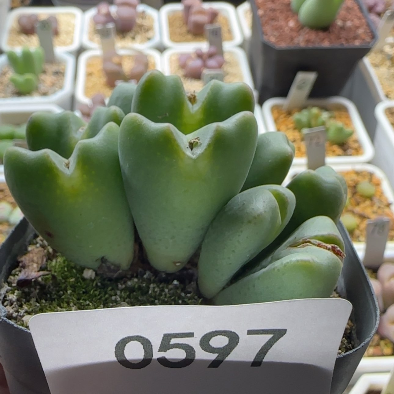 【闪购商品】爱***的0597        