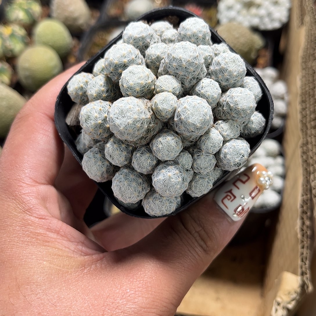 姬春星单头发货单头发