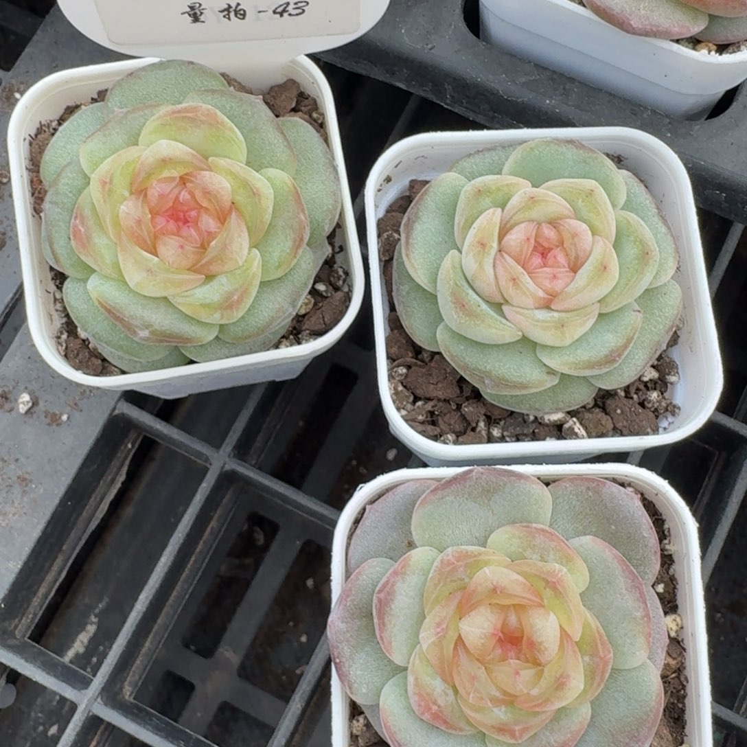 1213-043-甜茶一颗量拍