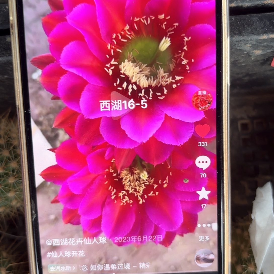 16-5 稳定侧牙20包邮仙人球9