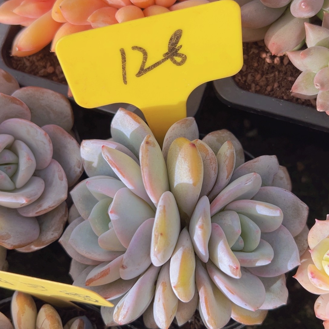 香玉的故事是一个人的故事