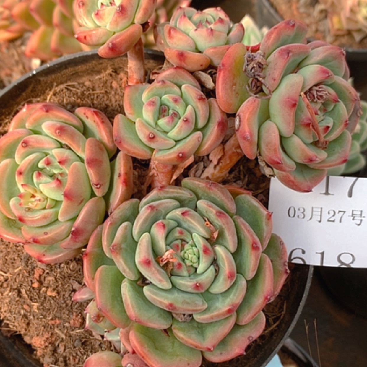 【闪购商品】云617号