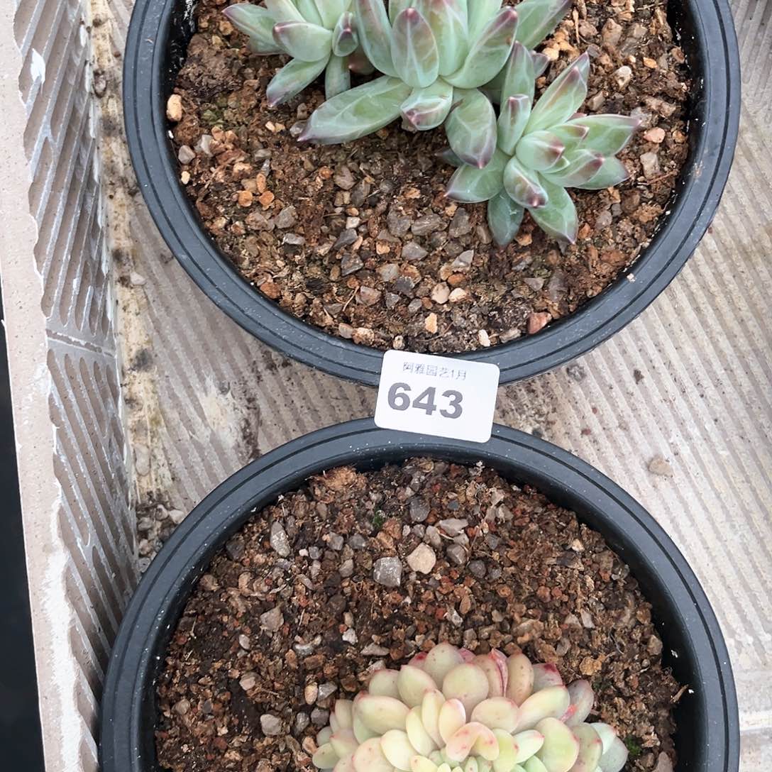 阿雅园艺。       643