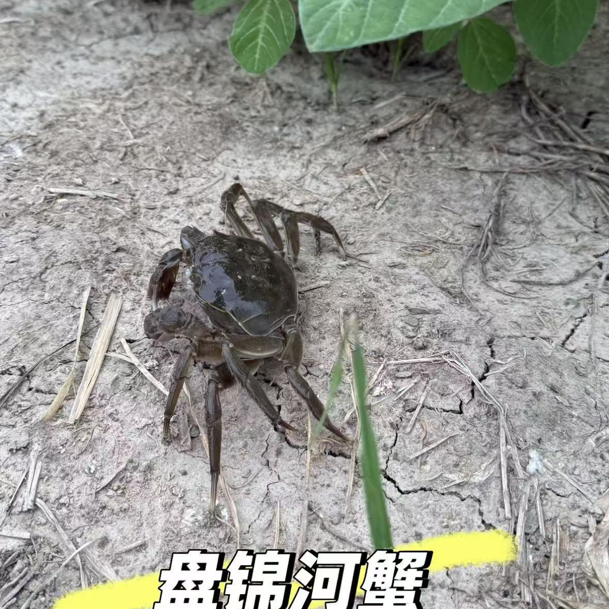 活蟹稻田蟹母蟹1两2斤装（约20只）本地免费配送、外地顺丰包邮