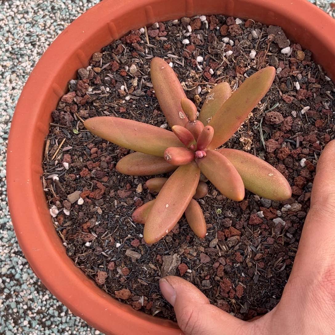 快***草多肉植物椰子树336