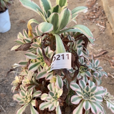 多肉植物白兰地捧花