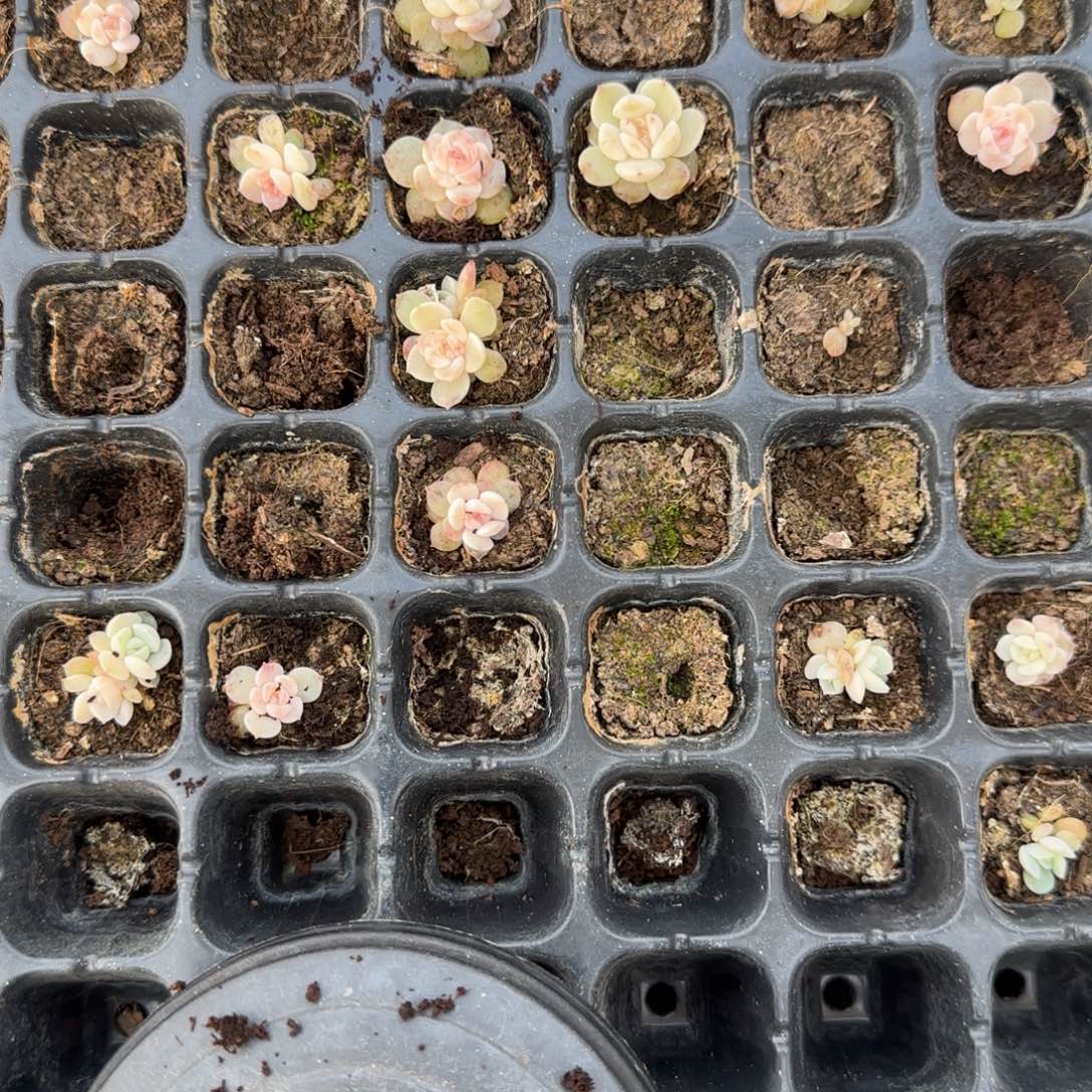 状态柚缇穴1个满25包邮