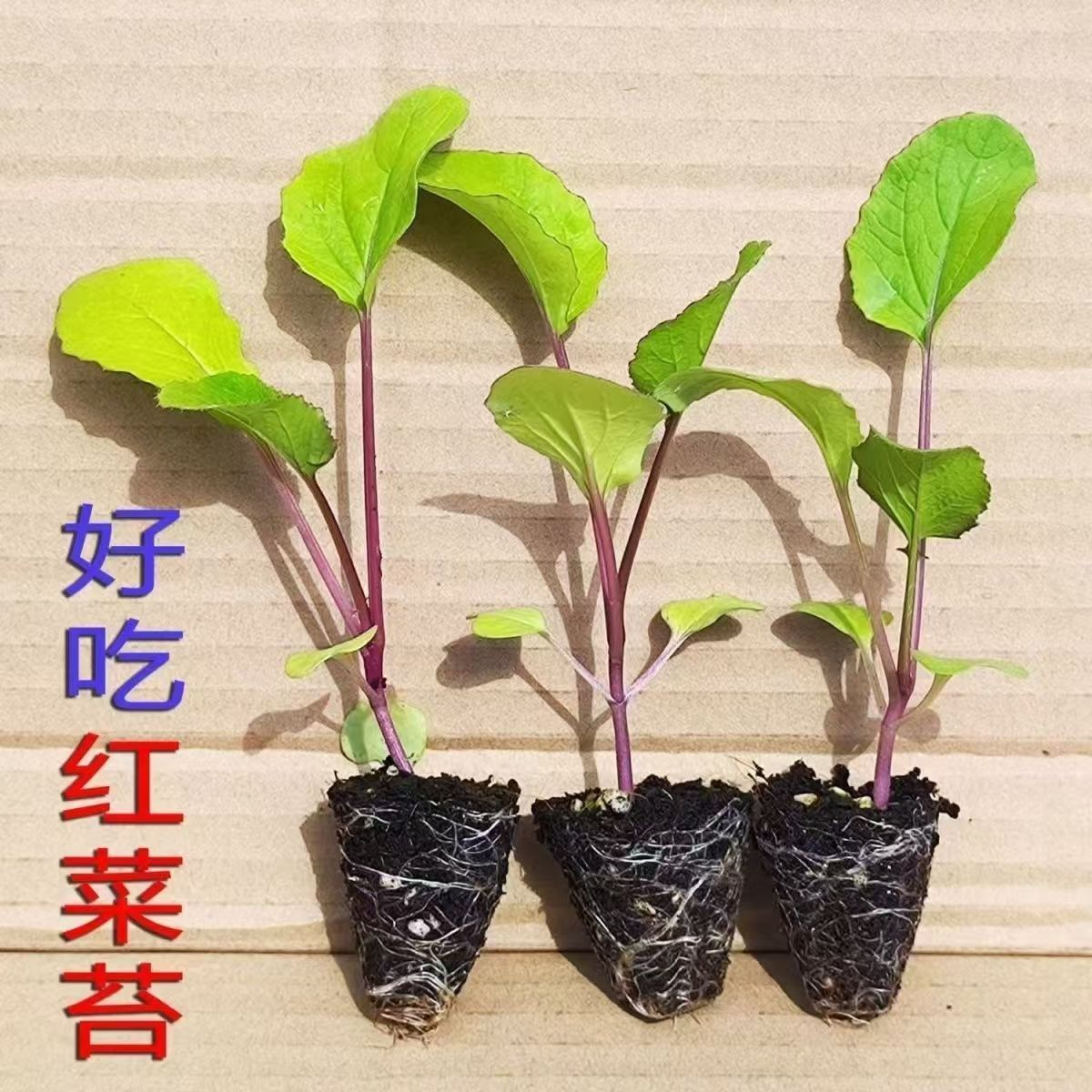 秋冬耐寒红菜苔秋冬十一月蔬菜红杆秧苗阳台耐寒庭院新鲜种植早熟
