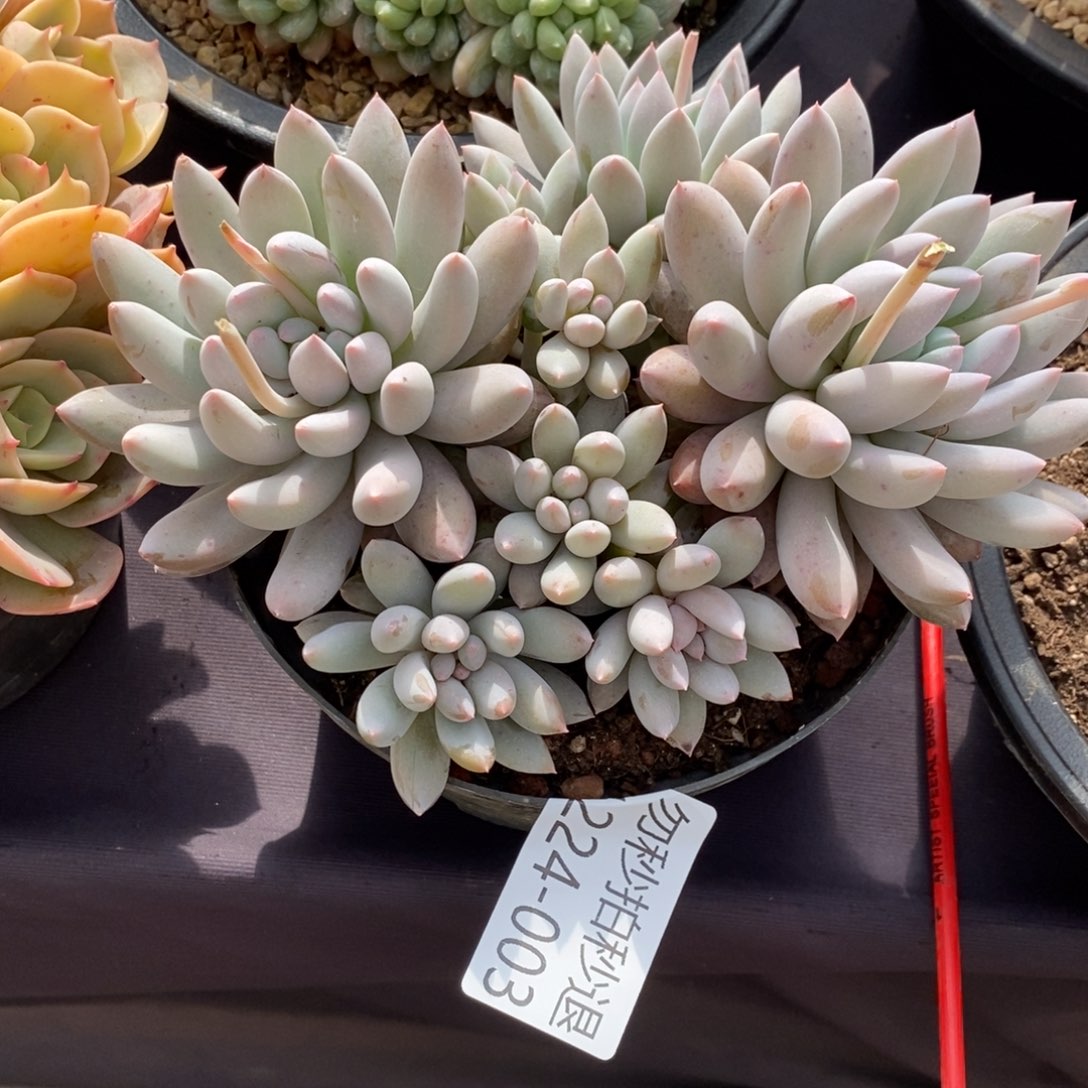 u**宝两单包邮1224-3所罗门