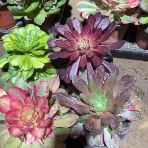 351多肉植物组合