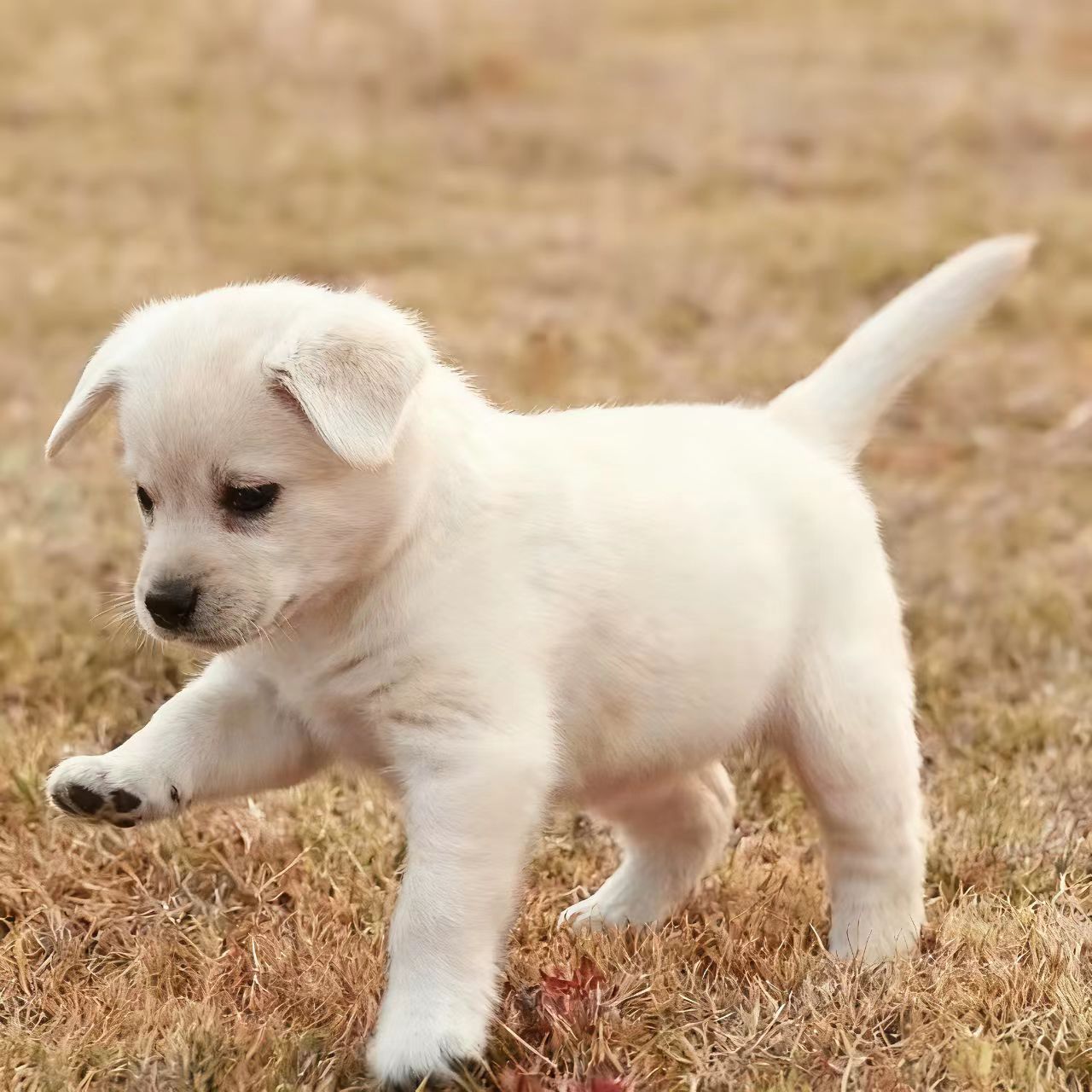 狗狗活体视频直播一对一视频挑选
