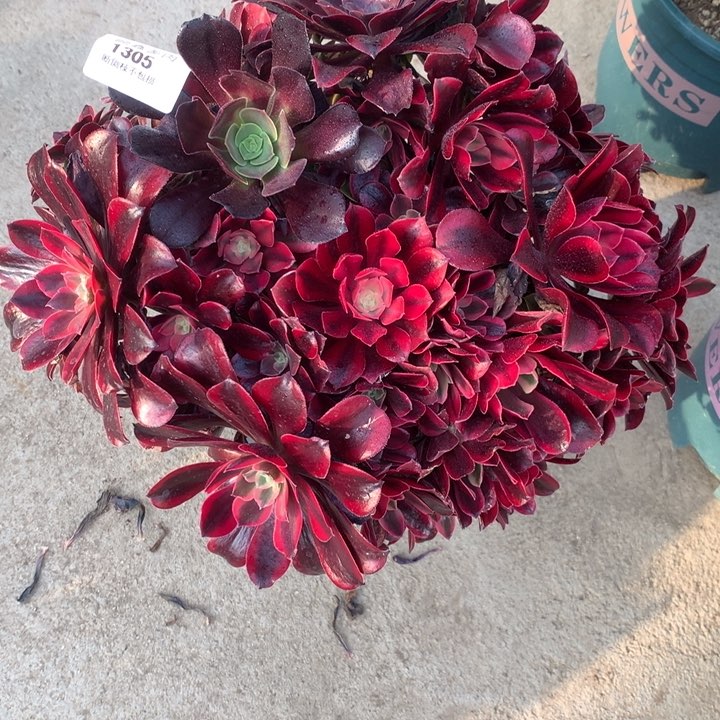 1305蒙娜丽莎多肉植物