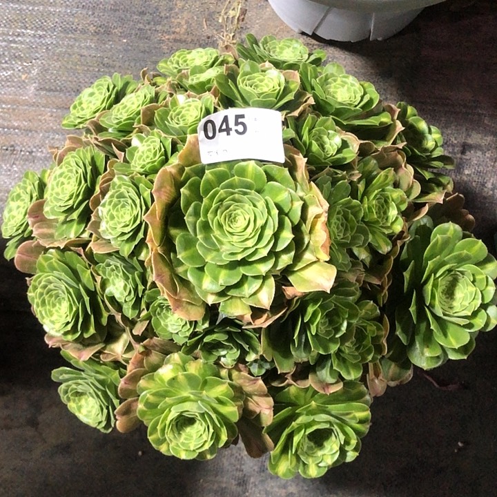 045翡翠琉璃多肉法师