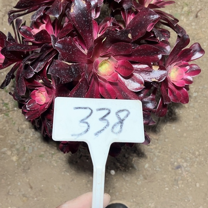 多肉植物美杜莎法师