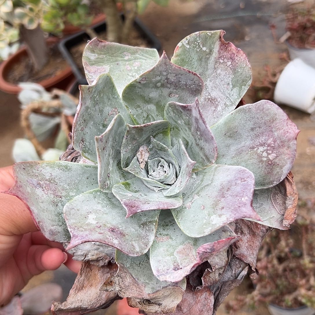 多肉植物雪山仙女杯