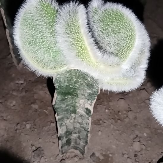 香***水仙人球九尾狐缀化